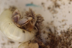 Fiona pinnata