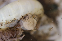Fiona pinnata