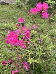 Rhododendron pulchrum phoeniceum