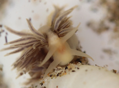 Fiona pinnata