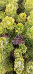 Serruria glomerata × villosa