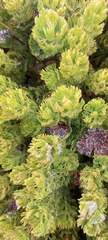Serruria glomerata × villosa
