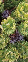 Serruria glomerata × villosa