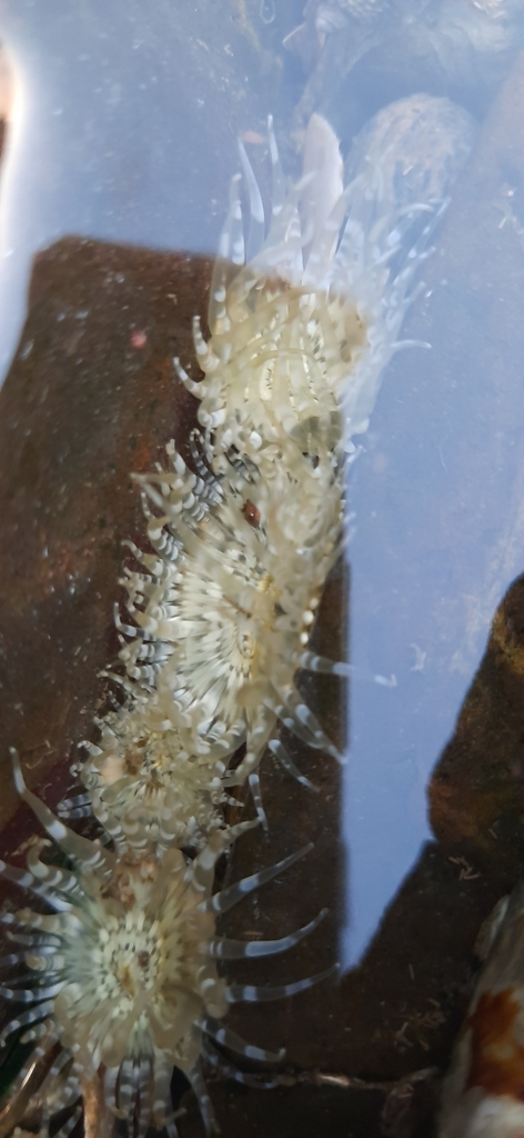 Banded Bead Anemone