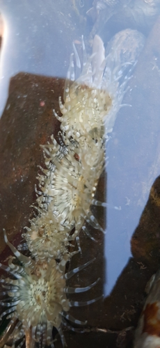 Anthopleura dixoniana
