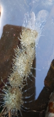Anthopleura dixoniana