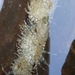 Anthopleura dixoniana