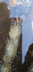Anthopleura dixoniana