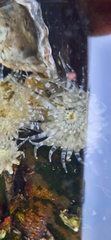 Anthopleura dixoniana