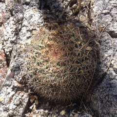 Mammillaria miegiana