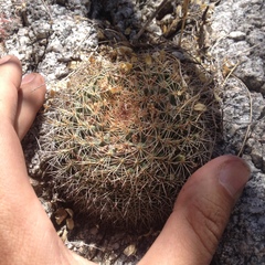 Mammillaria miegiana