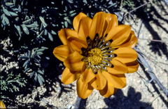 Gazania leiopoda