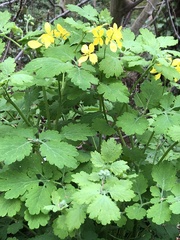 Chelidonium majus
