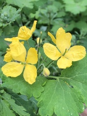Chelidonium majus