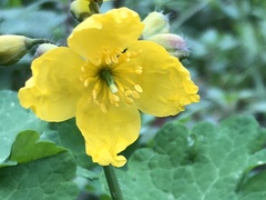 Chelidonium majus