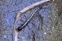 Nebriinae