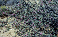 Indigofera spinescens