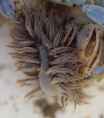 Fiona pinnata