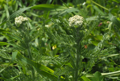 Achillea arabica