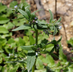 Buglossoides tenuiflora