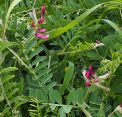 Vicia monantha