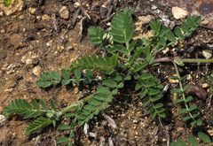 Astragalus asterias