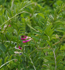 Vicia monantha