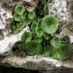 Umbilicus intermedius