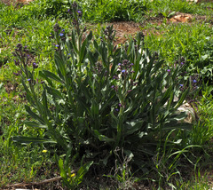 Anchusa strigosa