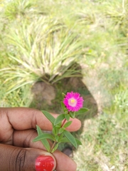 Delosperma grantiae