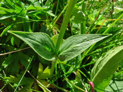 Valeriana alpestris