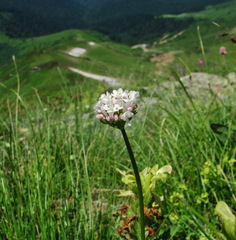 Valeriana alpestris