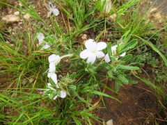 Barleria rigida