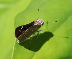 Pelopidas mathias mathias