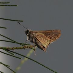 Pelopidas mathias mathias