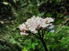 Valeriana alpestris