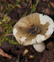 Russula iterika