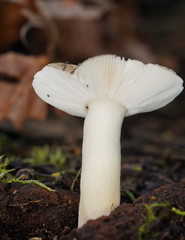 Russula iterika
