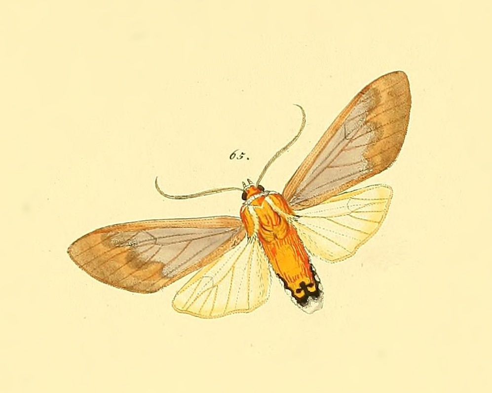 Amastus collaris