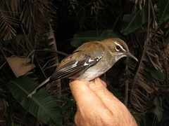Brown Scrub Robin photo 3