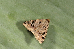 Deinopa signiplena