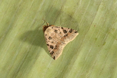 Deinopa signiplena
