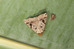 Deinopa signiplena