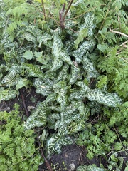 Arum italicum italicum