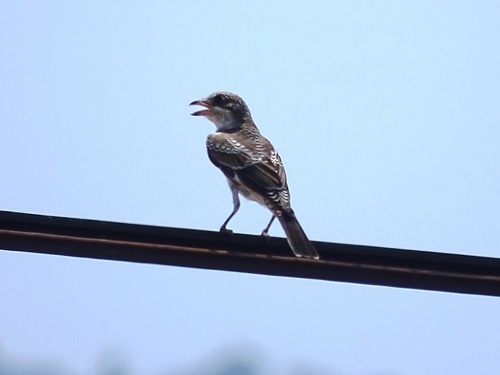 Woodchat Shrike