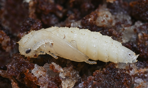 Zilora obscura