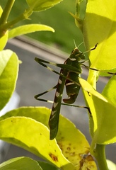 Insara covilleae