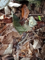 Sphenomorphus sanctus