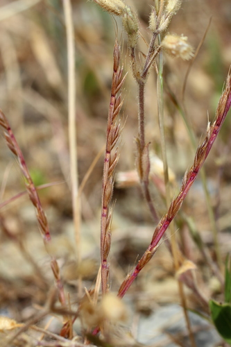Image of Festuca maritima by (c) Anton Popovich, some rights reserved (CC BY)