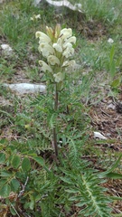 Pedicularis comosa